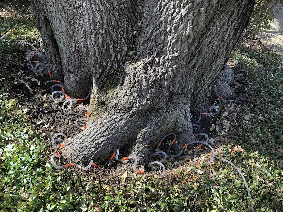 Detailed Tree Cabling and Bracing job site in Doyle