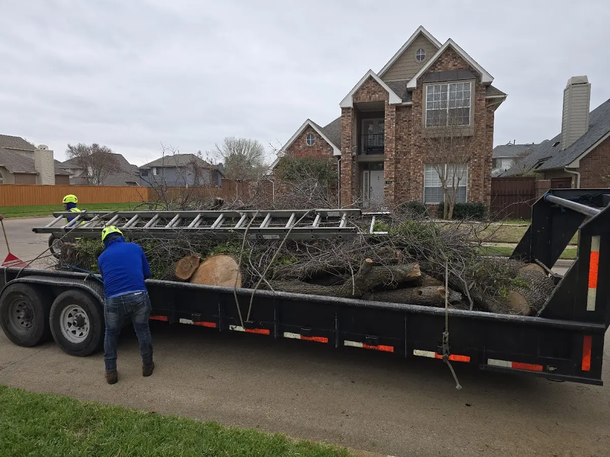 Expert Tree Pest Control with proper safety equipment in Doyle